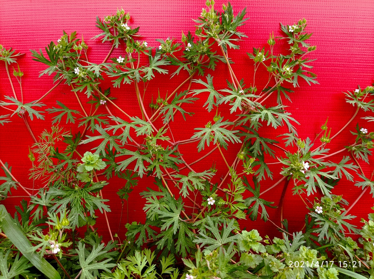 藤蔓草搭建攀缘的姿势很有型