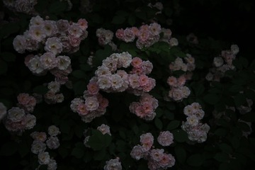 9462B979-582F-4028-B76C-2240A2D1BA91/L0/001
