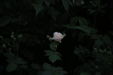 1B9FDB99-C89F-4EF4-B477-6307F6C45431/L0/001