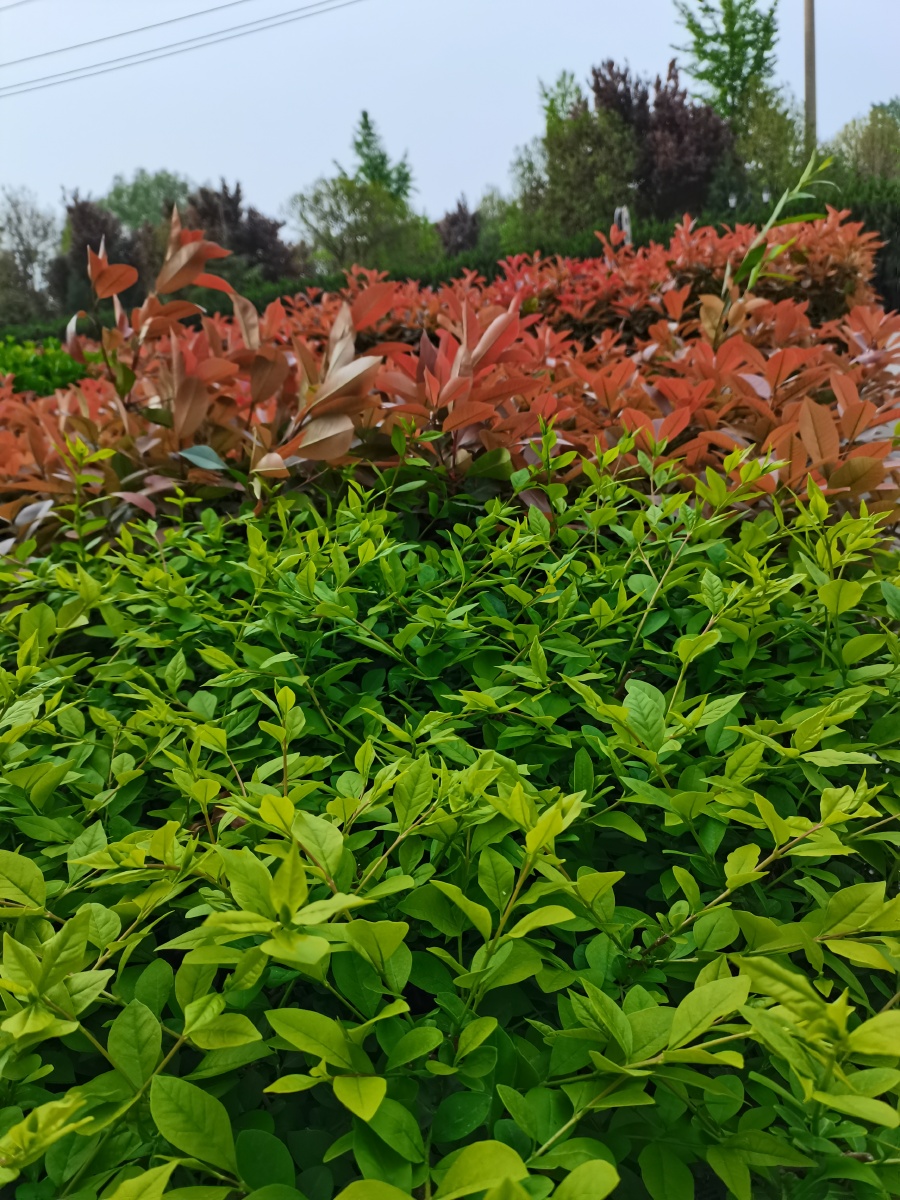 春天来了户外踏青绿色植物