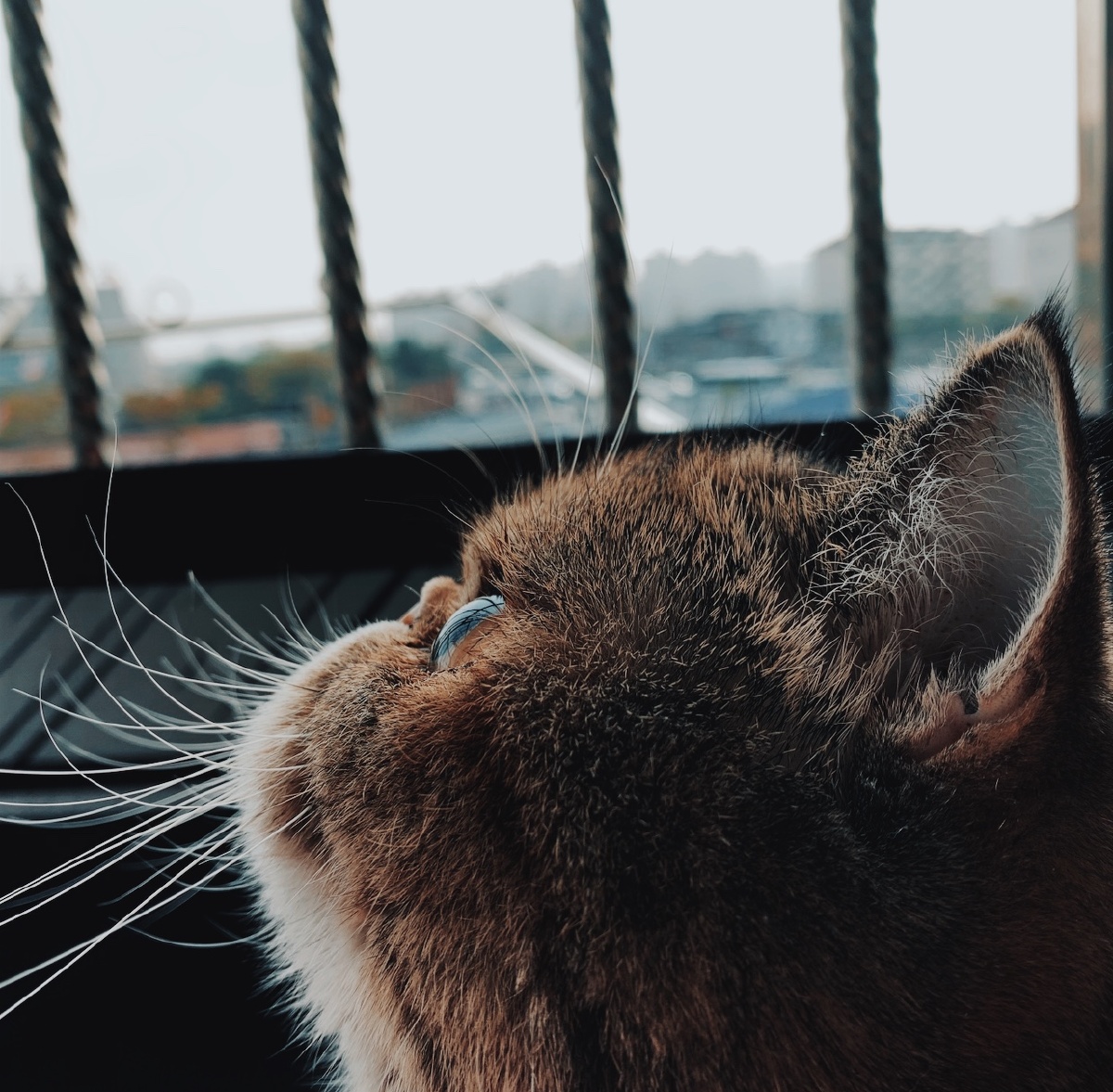 加菲猫最可爱版侧颜杀73