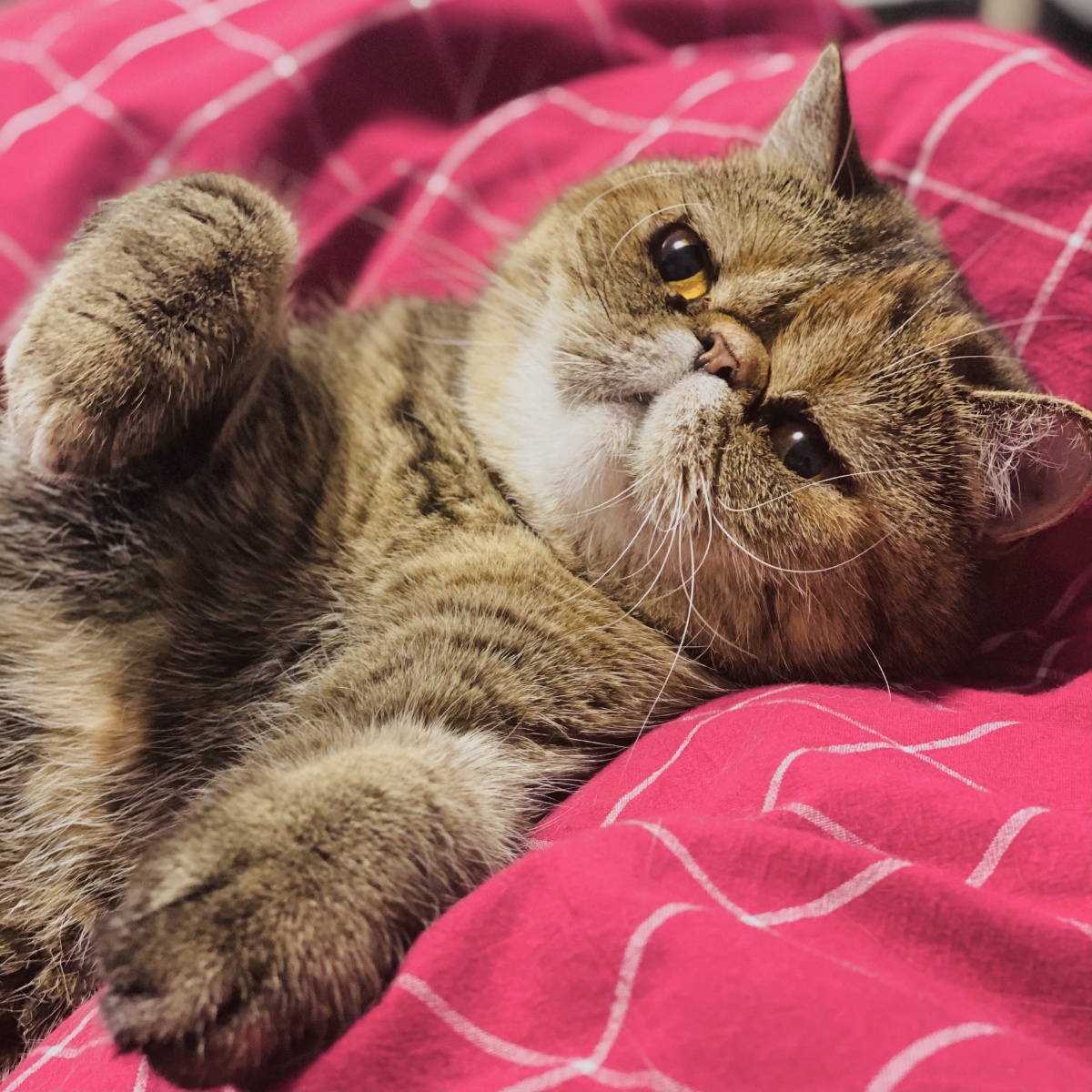 加菲猫卧倒姿势