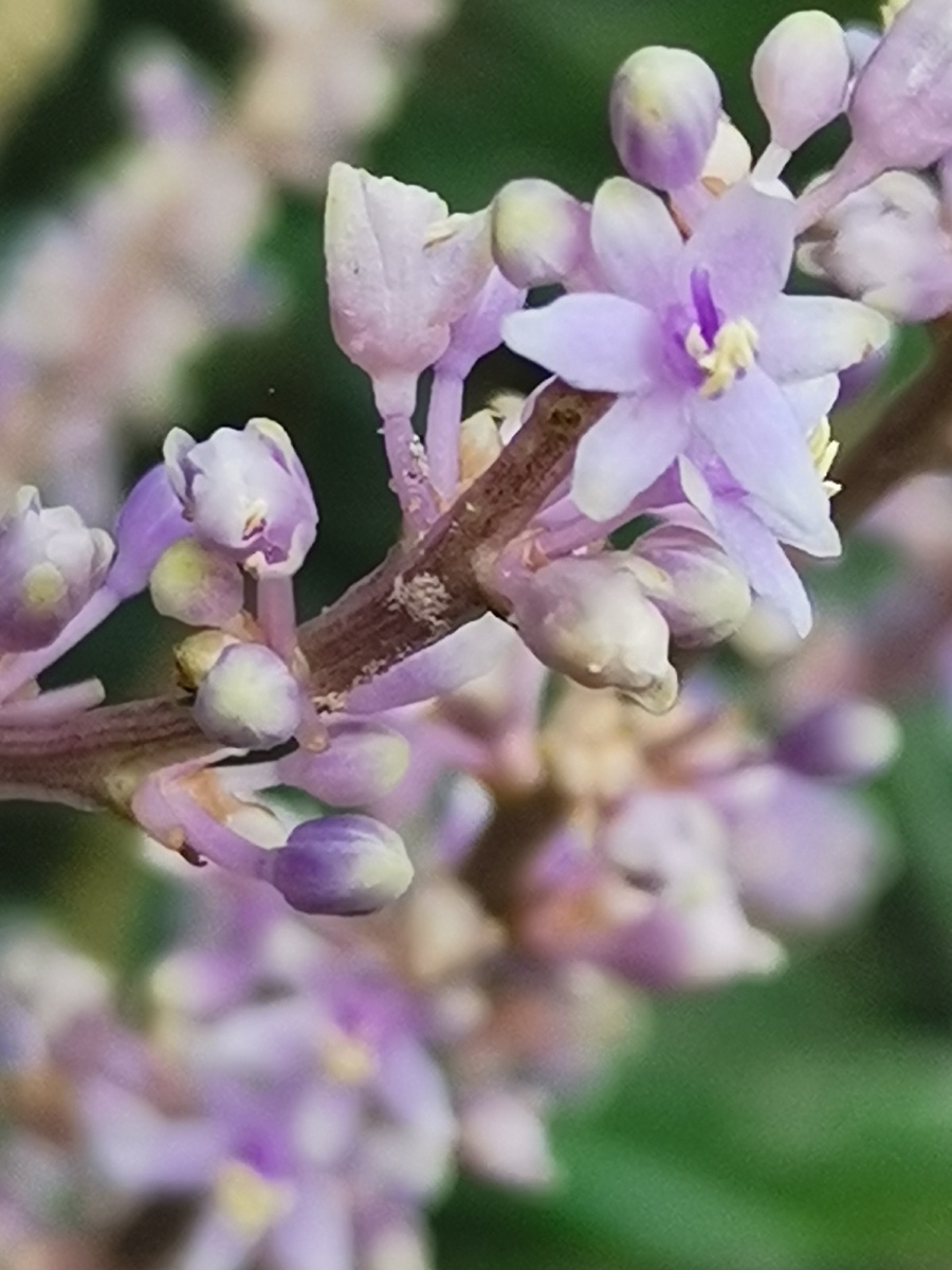 夏日的淡雅小花