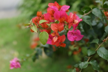 555324F0-94D7-431B-B091-AEE1D3D70E41/L0/001