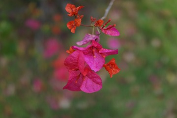C4F788CF-74B0-49FD-84CC-25994BE15396/L0/001