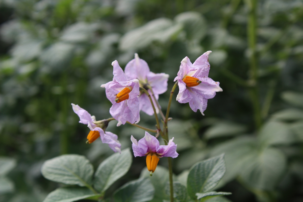 洋芋花开赛牡丹
