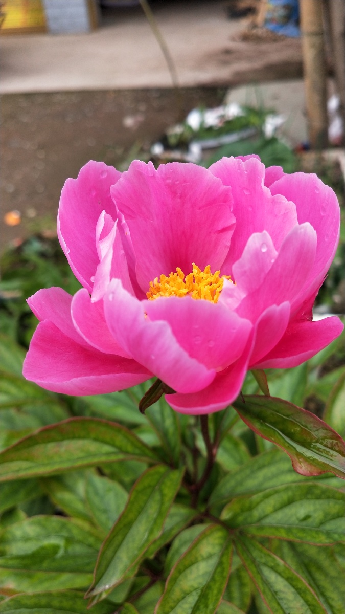 芍药花开美丽的花朵