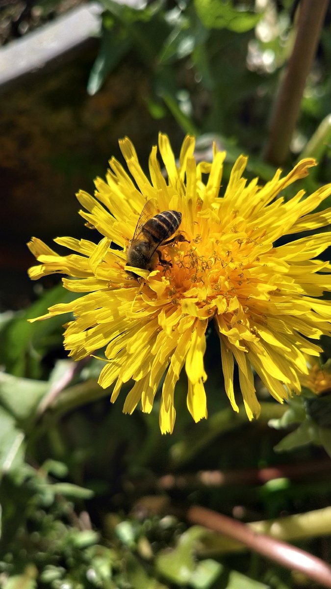 蓝天白云,勤劳的小蜜蜂 - 若随风摇曳 - 图虫