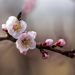 714