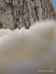 290453