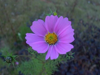 P1000246