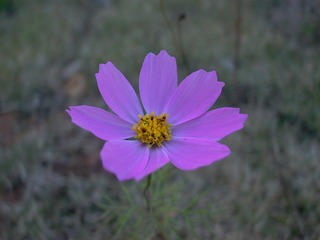P1000260