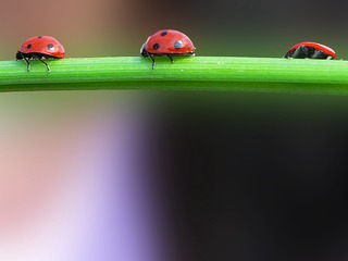83301
