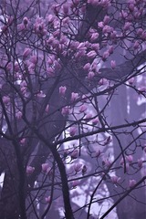 辛夷花b 1