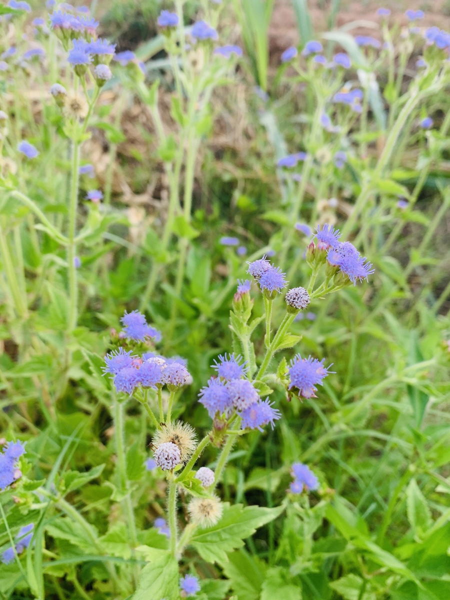 路边的野花散发着春天的气息