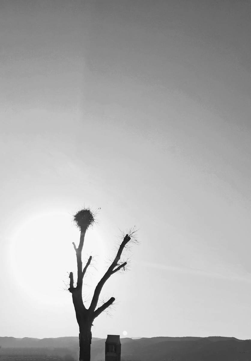 孤独一棵树长出孤独的枝桠