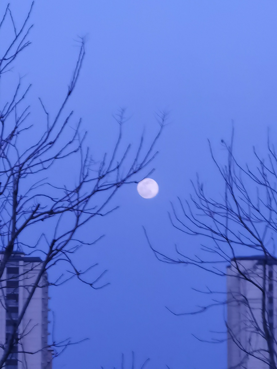 爬上树梢的月亮