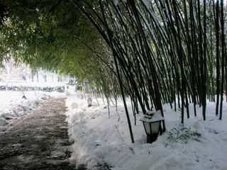 临湖轩的竹与雪