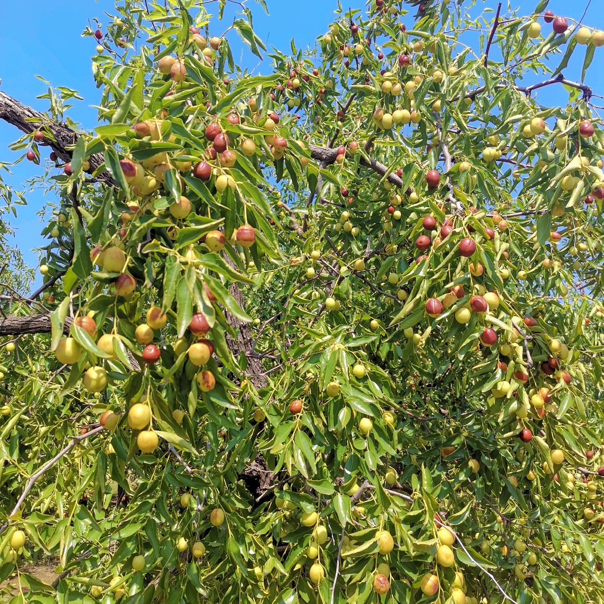 枣熟了丰收的季节