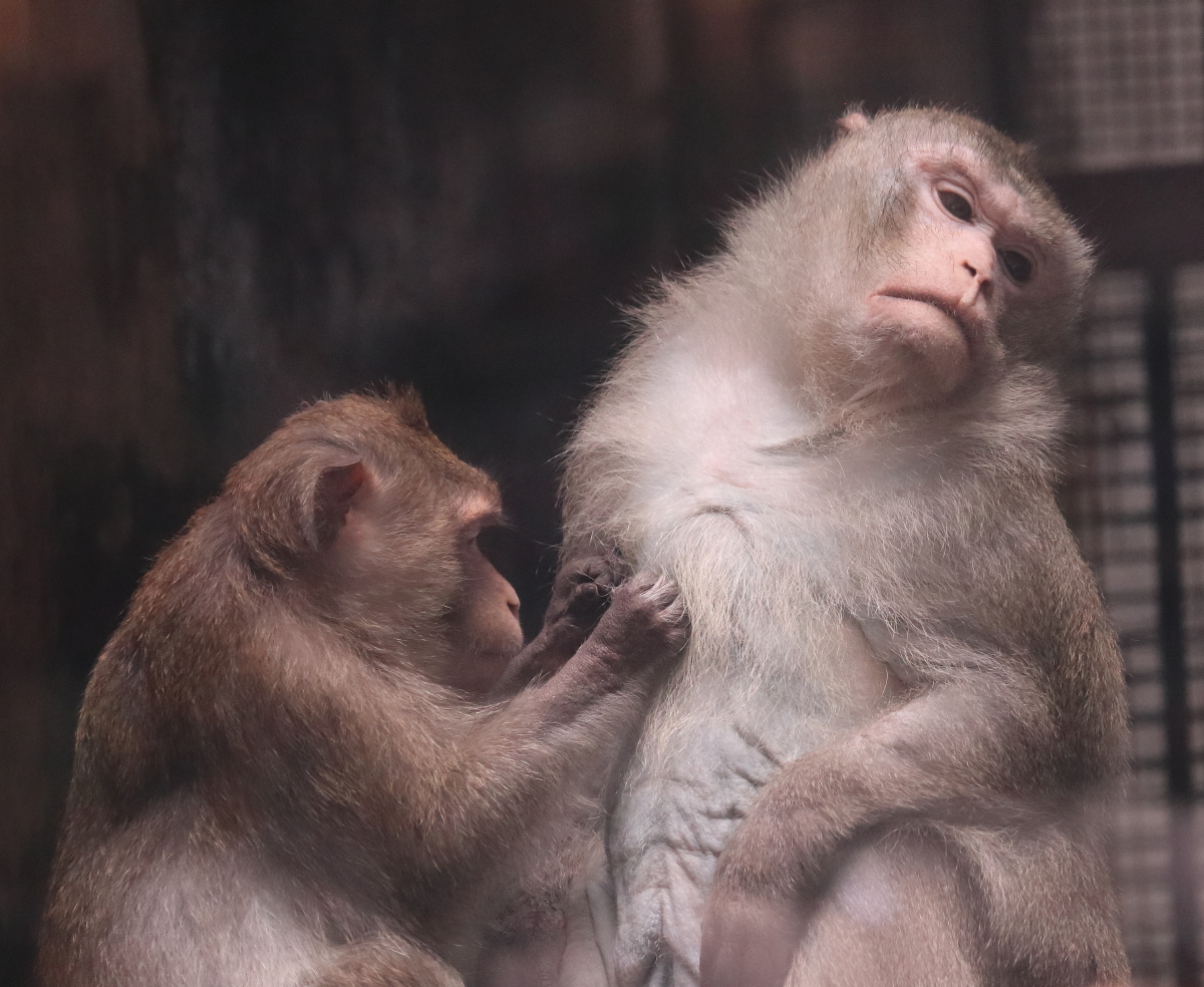 万物有灵图一一只怀孕的母猴双手抵着玻璃眼中透露出对什么的渴望
