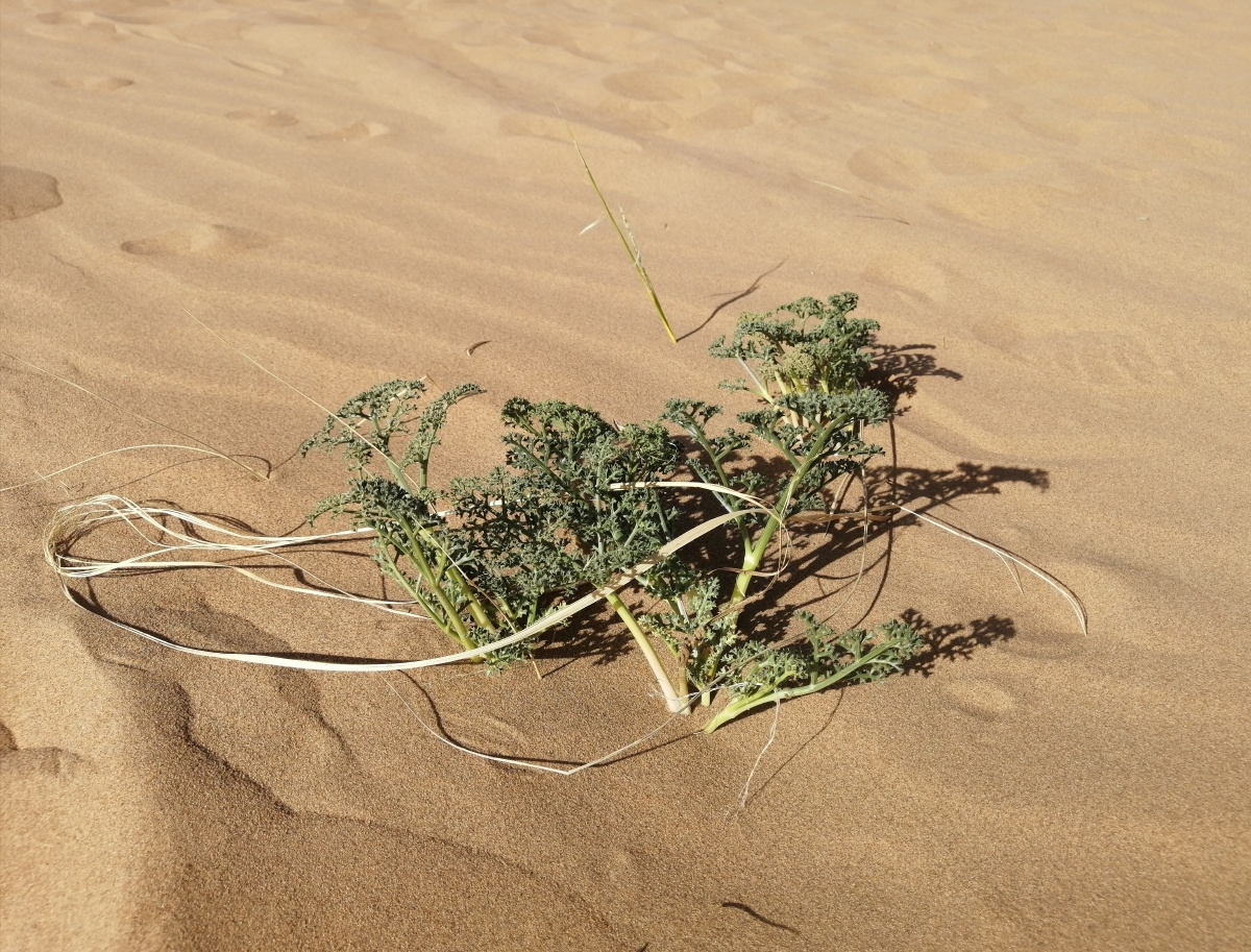 腾格里沙漠植物的生命力