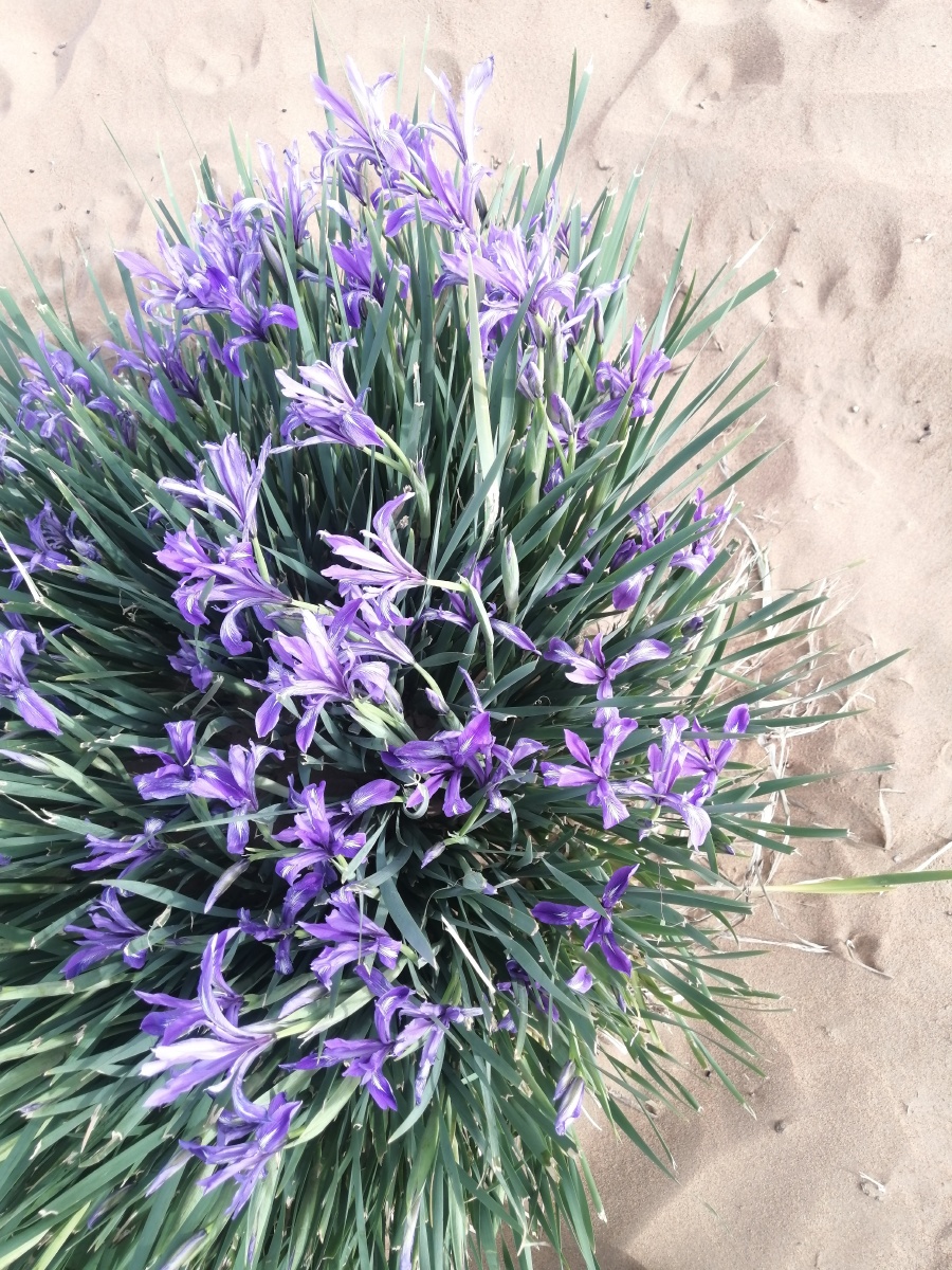 腾格里沙漠植物的生命力