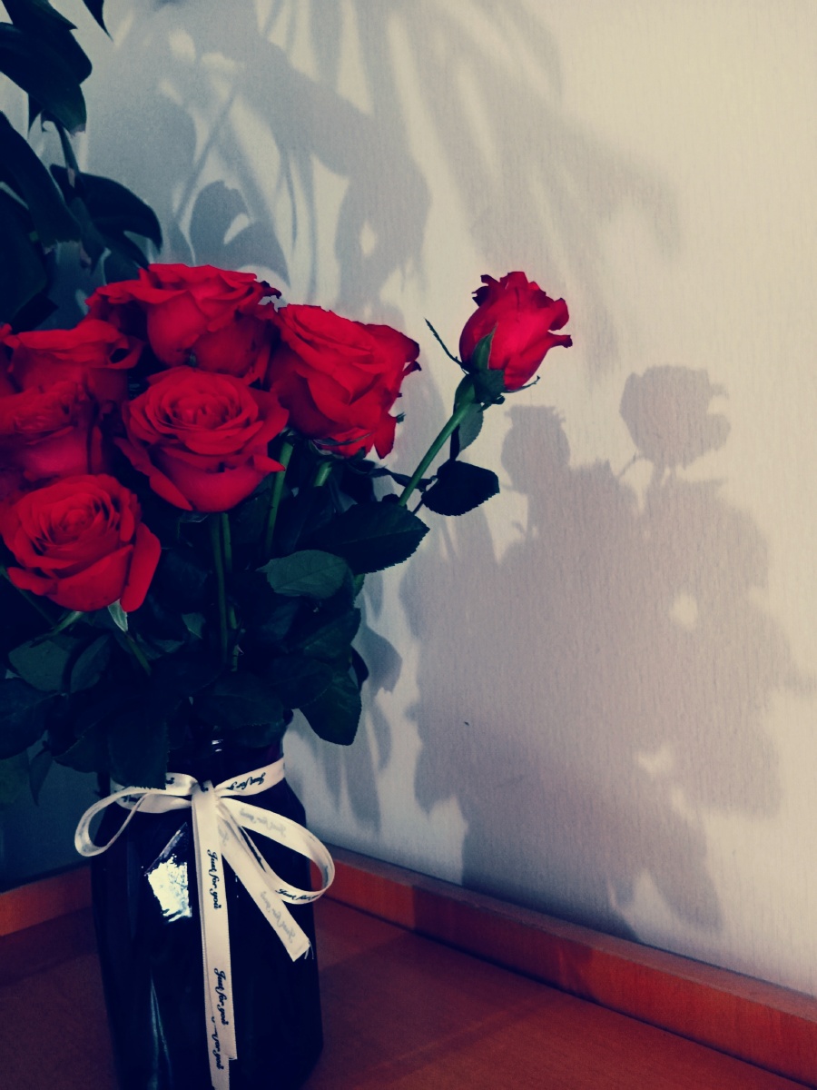 玫瑰代表爱情的花朵送给自己爱的人无论男女无论年龄爱情没有限定只有