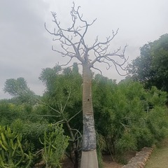 1000026562
