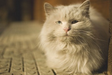 09尾巴上植物园的猫