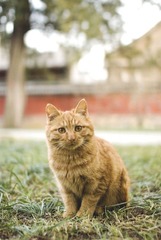 卧佛寺的猫