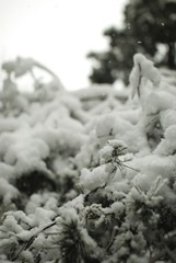 飘雪纷纷