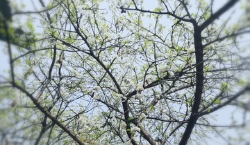 1302907