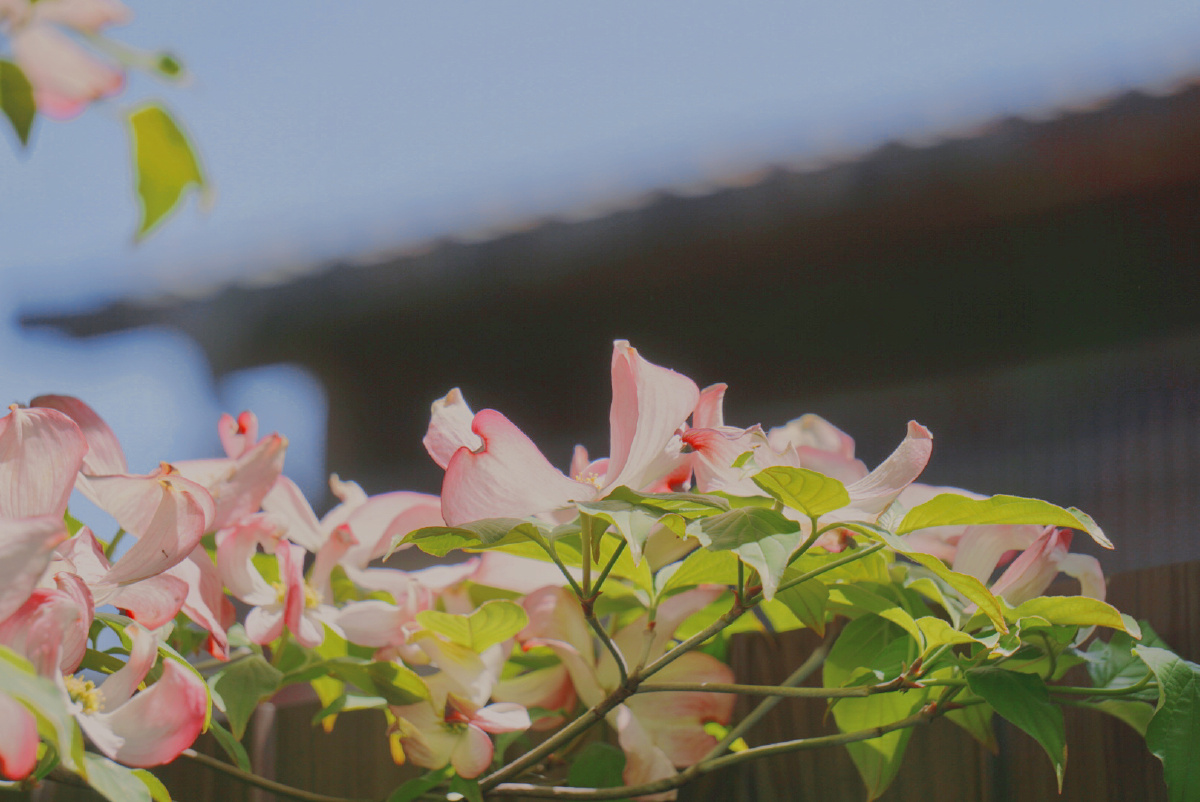 茱萸 花水木 ハナミズキ