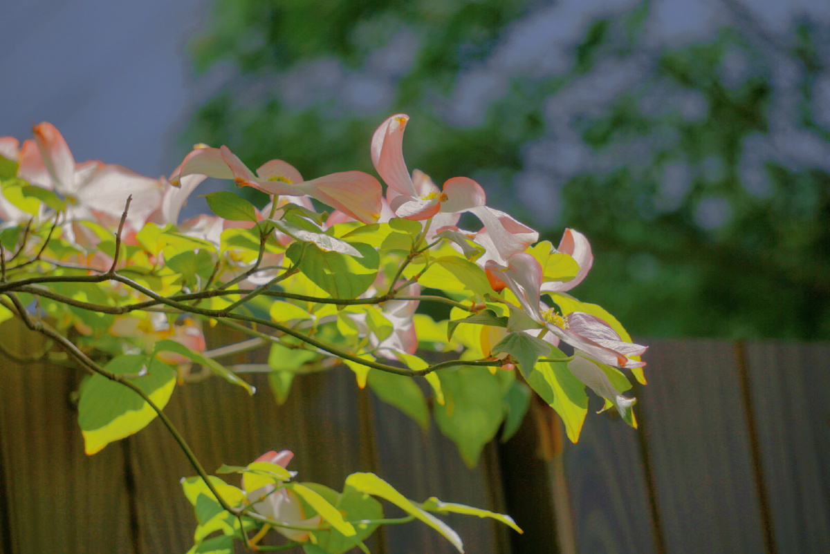 茱萸 花水木 ハナミズキ