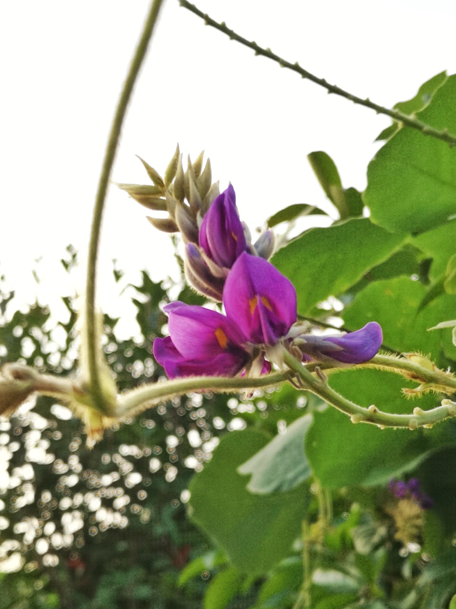 葛藤肆意地缠绕树上只为秋天献上一束束花