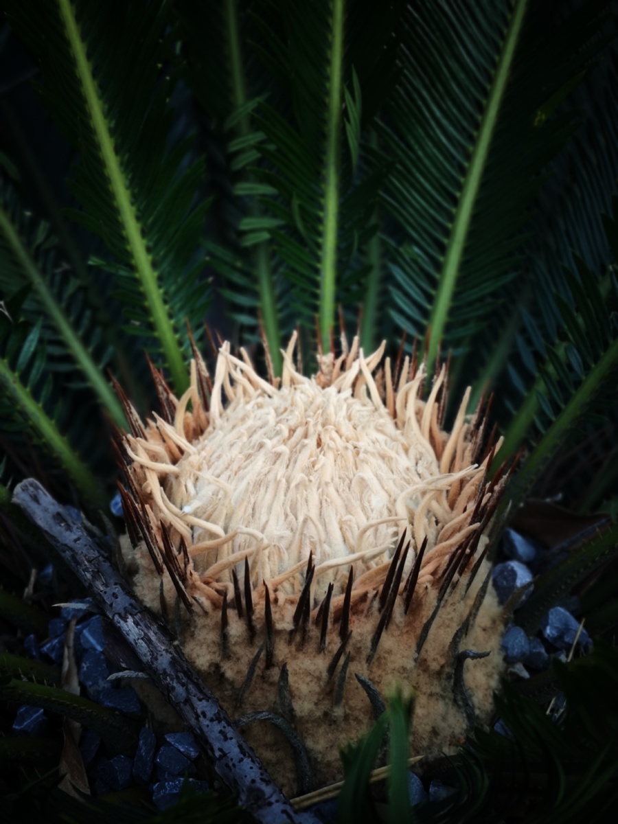 苏铁雌株的成长历程