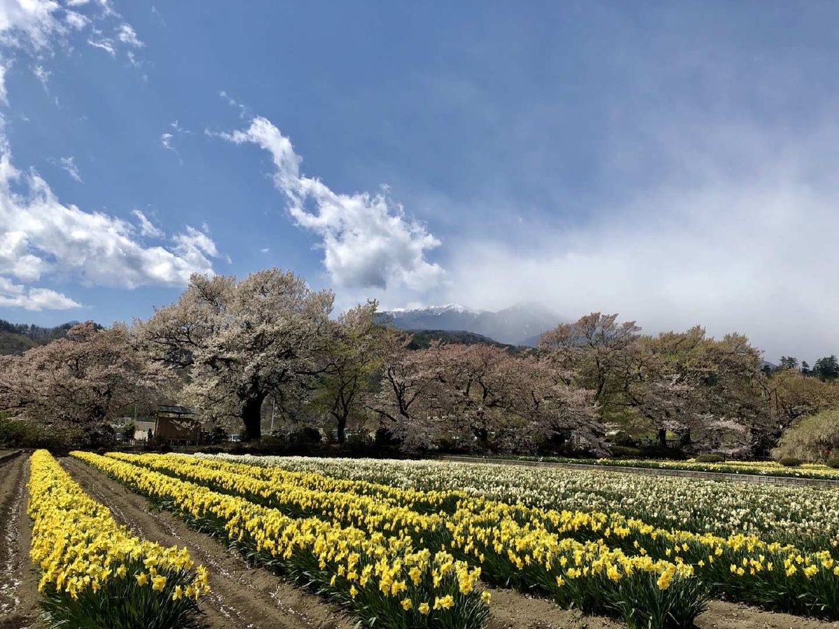 落樱也很美屹立了两千多年的神代樱树仍然顽强的活着盛开着