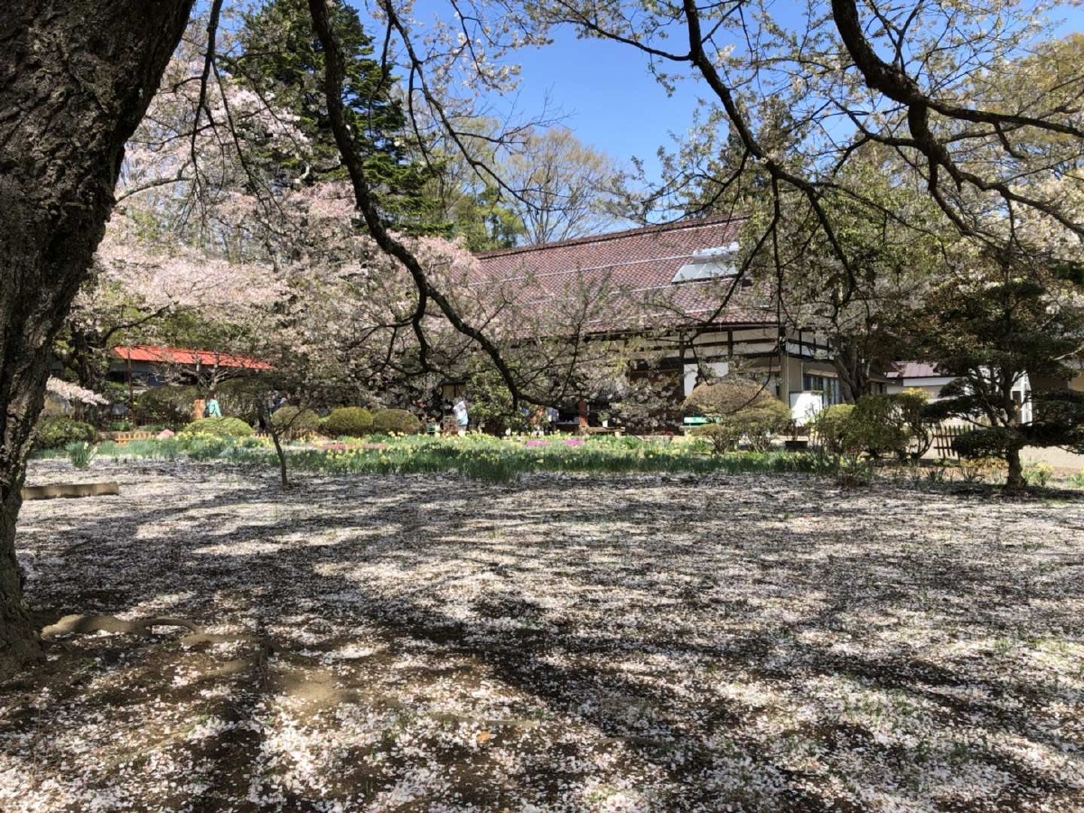 落樱也很美屹立了两千多年的神代樱树仍然顽强的活着盛开着