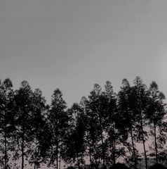 6E9E584C-2795-40C3-A494-7541E4305594/L0/001