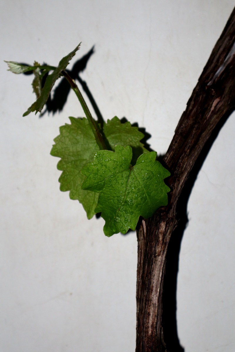 葡萄藤 - 猫猫虫的小蝴蝶 - 图虫