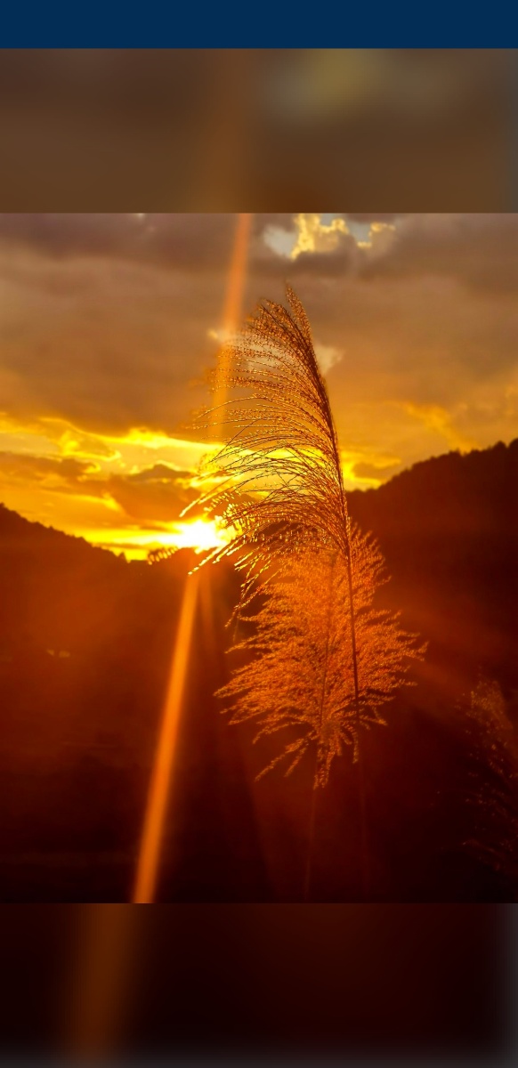 夕阳下的芦苇芦苇花寓意着坚韧就像它那顽强的生命力一样鼓励人们勇敢