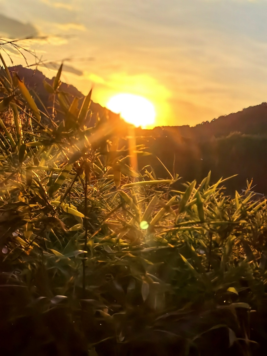 夕阳的光照射在竹叶上