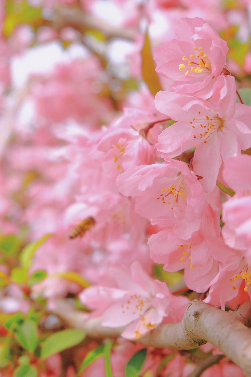 春日限定收录春天的小美好待到夏天再播放