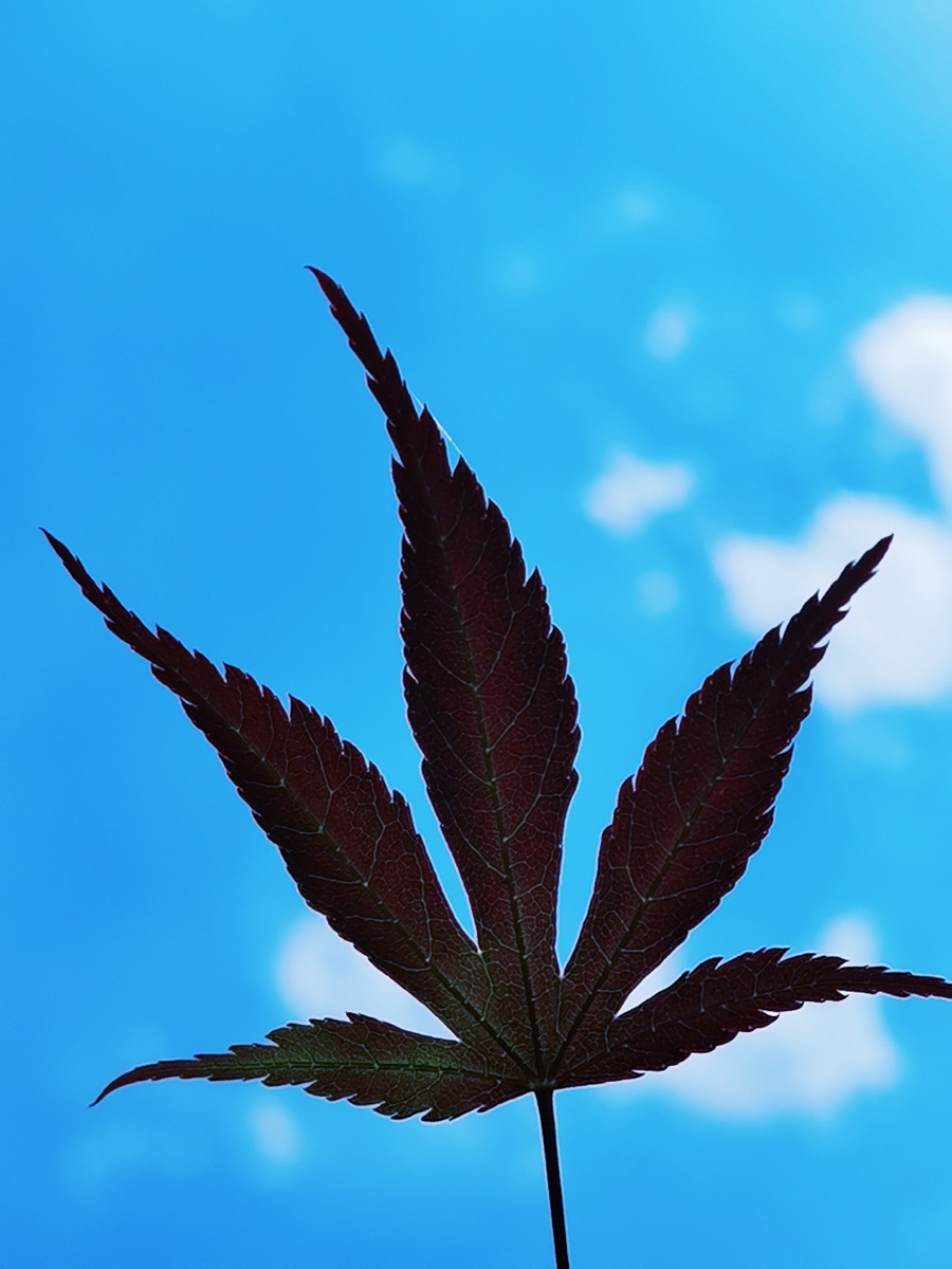 蓝天枫叶