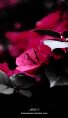26DC7990-FA8B-4BD1-ADDF-3F7BF8FEC29A/L0/001