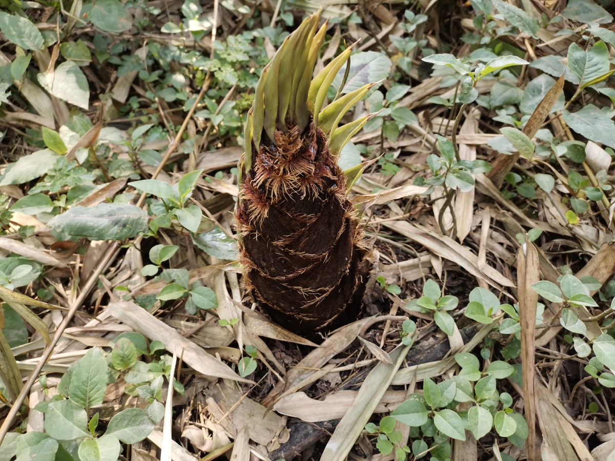 楠竹破土笋芽尖尖摄于兴文石林路边