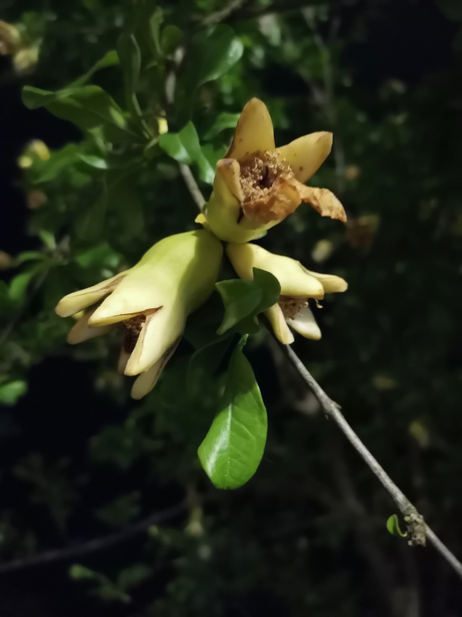 黄色石榴花夜晚看不到它最真实的一面