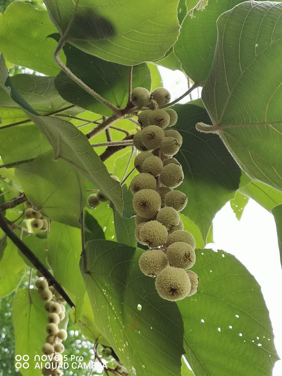 硕果累累的毛桐