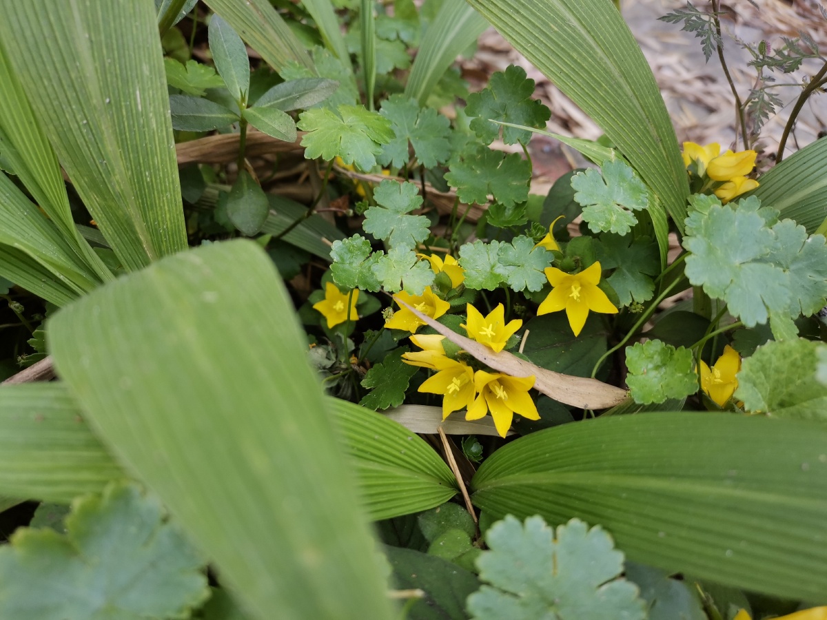 贴着地面开的黄色小野花金爪儿别名五星黄可治疗蛇咬伤