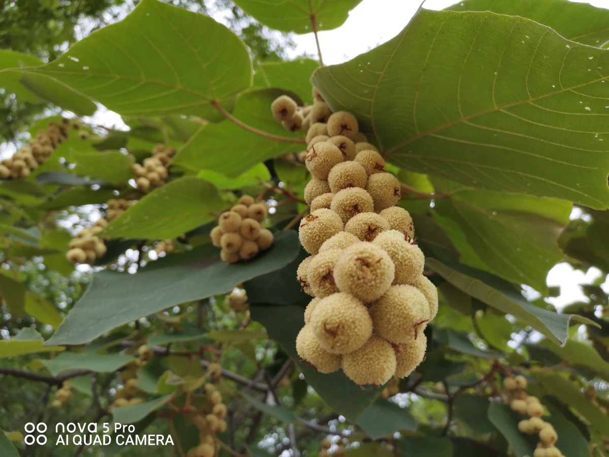 硕果累累的毛桐